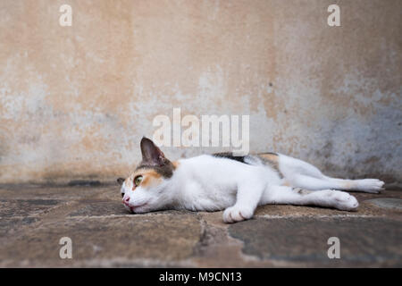 Lazy young cat lying on the ground and looking aside Stock Photo