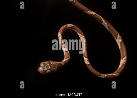 A blunt headed tree snake (Imantodes cenchoa) found at night in the Peruvian jungle, it hangs in the darkness. Stock Photo