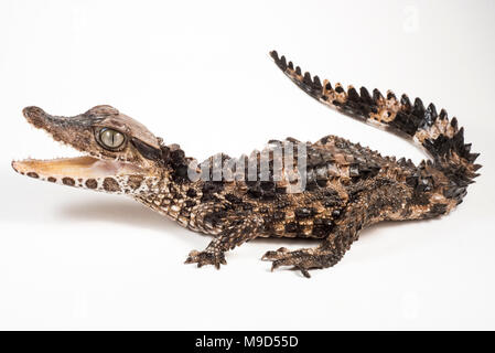 One of the smallest crocodilian species, the smooth fronted caiman from Peru, photographed isolated on a white background. Stock Photo