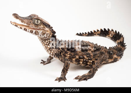 One of the smallest crocodilian species, the smooth fronted caiman from Peru, photographed isolated on a white background. Stock Photo