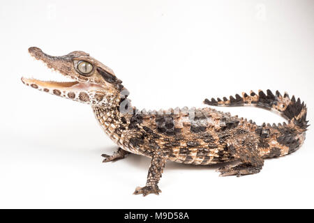 One of the smallest crocodilian species, the smooth fronted caiman from Peru, photographed isolated on a white background. Stock Photo