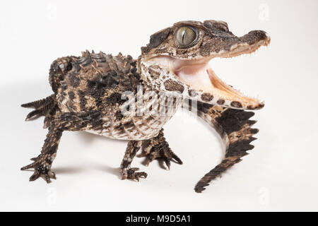 One of the smallest crocodilian species, the smooth fronted caiman from Peru, photographed isolated on a white background. Stock Photo