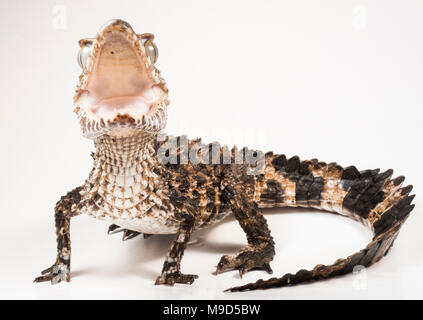 One of the smallest crocodilian species, the smooth fronted caiman from Peru, photographed isolated on a white background. Stock Photo