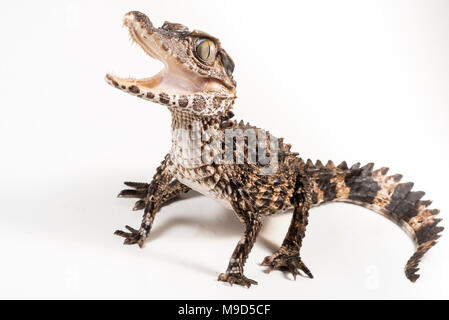 One of the smallest crocodilian species, the smooth fronted caiman from Peru, photographed isolated on a white background. Stock Photo