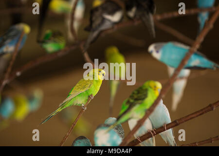 A flock of parakeets or Australian budgerigars, also known as a budgies (Melopsittacus undulatus), perching on tree branches. Stock Photo