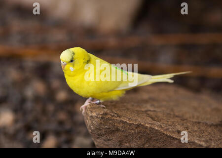 A yellow parakeet or Australian budgerigar, also known as a budgie (Melopsittacus undulatus), perched on a rock. Stock Photo