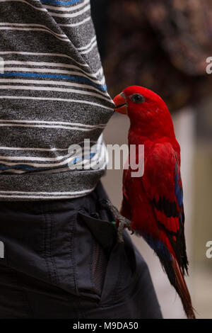 A red lorikeet (Eos bornea) lands on a boy and tugs on his clothing. Stock Photo