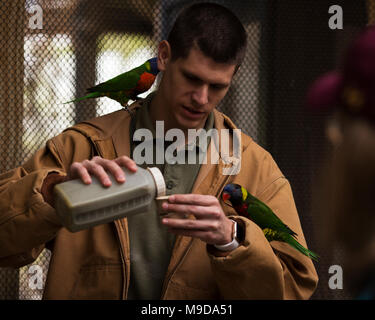 A zookeeper feeding two rainbow lorikeets (Trichoglossus moluccanus) at the zoo aviary. Stock Photo