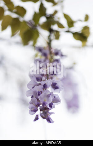 Closeup of purple wisteria growing on a vine in springtime. Stock Photo