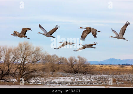 Sandhill Crane Migration, Antigone canadensis Stock Photo