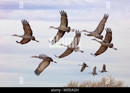 Sandhill Cranes Migration through Arizona, Antigone canadensis Stock Photo