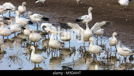 Snow Geese, Anser caerulescens Migrating through Arizona Stock Photo