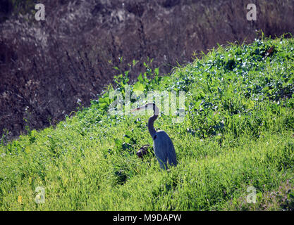 Great Blue, Heron,, Alameda Creek Regional Trail, Union City, CA USA Stock Photo