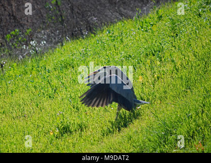 Great Blue, Heron,, Alameda Creek Regional Trail, Union City, CA USA Stock Photo