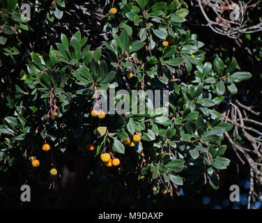 bush with fruit along Alameda Creek Regional Trail, Union City, California Stock Photo