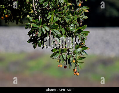 bush with fruit along Alameda Creek Regional Trail, Union City, California Stock Photo