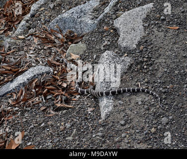 common kingsnake, Alameda Creek Regional Trail, Union City, California Stock Photo