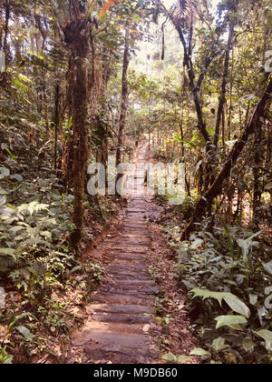 wooden bridge, footphath in forest landscape , jungle bridge - Stock Photo