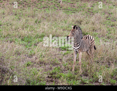 Foal of a Burchell's Zebra, Plains Zebra, Equus quagga burchellii, wrinkling its nose; Kruger NP, South Africa Stock Photo