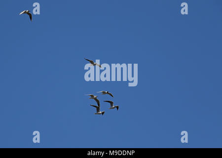 Flock of seagulls flying in formation against clear blue skies Stock Photo