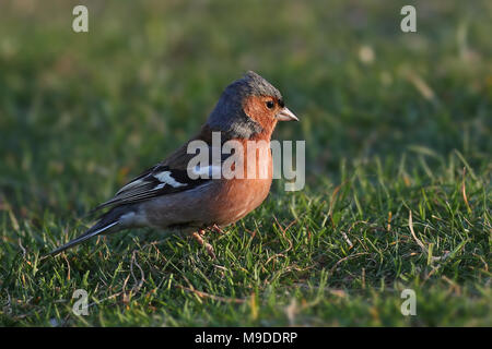 Sideview portrait of a Common Chaffinch, Fringilla coelebs, in a sunny grass meadow Stock Photo