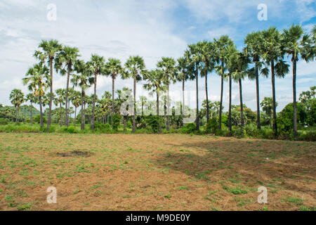 row of tall long palm trees at the edge of a peanut plant field. Palm trees to collect sap and produce local product palm wine alcohol Myanmar Burma Stock Photo