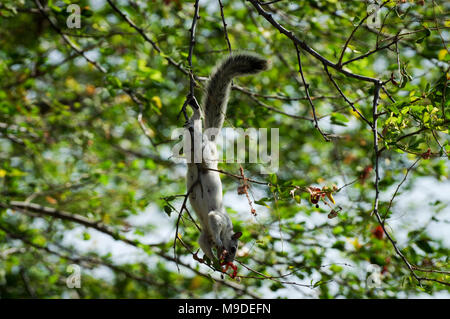 Adult squirrel hanging upside down on a branch foraging for food in Laguna de Apoyo, Nicaragua Stock Photo