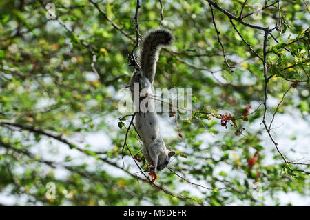 Adult squirrel hanging upside down on a branch foraging for food in Laguna de Apoyo, Nicaragua Stock Photo