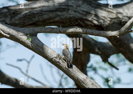 Hoffmann's woodpecker sitting on a branch in Laguna de Apoyo - Nicaragua, Central America Stock Photo