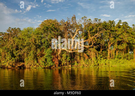 Vegetation at Islets of Granada, Nicaragua Stock Photo - Alamy