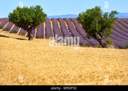Wheat and lavender fields with olive trees in Valensole in summer. Alpes de Hautes Provence, PACA Region, French Alps, France Stock Photo