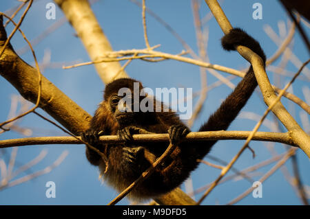 Adult howling monkey holding on to a branch in a treetop in Laguna de Apoyo, Nicaragua Stock Photo
