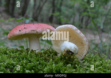 Russula emetica var. silvestris, commonly known as the Sickener, Emetic russula, or Vomiting russula, inedible, toxic wild mushroom in natural habitat Stock Photo