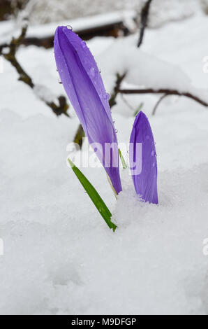 Two early spring Crocus biflorus flowers in melting snow, with some dew drops on closed petals Stock Photo