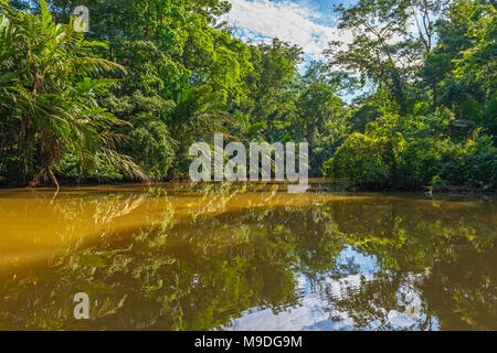 Reflection of the tropical rainforest inside Tortuguero national park by the Caribbean Sea and its famous canals on a tourist boat trip, Costa Rica. Stock Photo