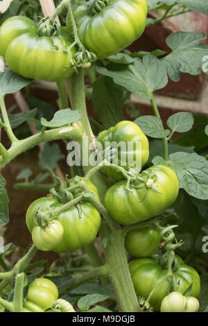 Organic Beefsteak Tomatoes growing on the vine variety 'Big Boy' Stock  Photo - Alamy