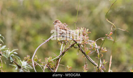 Adult female House Sparrow Passer domesticus perched on a twig UK Stock Photo