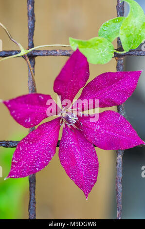 Beautiful large clematis flower on a background of green leaves in nature close-up. Gorgeous snazzy colorful artistic image spring, summer. Stock Photo