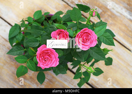 Gracias (thank you in Spanish) card with pink wild roses Stock Photo