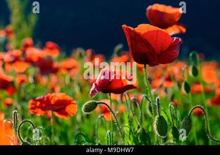 big red blossoming poppy flower in the field. beautiful summer nature background Stock Photo