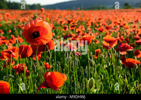 big red poppy flower on the field in mountains at sunset. beautiful summer nature background Stock Photo