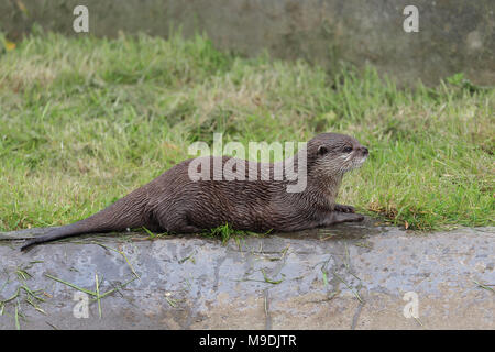 asian-short clawed otter resting in green grass Stock Photo