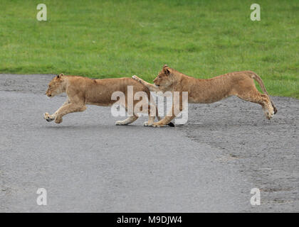 Young lion cubs playing and chasing each other Stock Photo