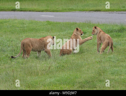 Young lion cubs playing and chasing each other Stock Photo