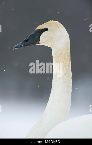 Adult Trumpeter swan (Cygnus buccinator), WI, USA, December, by Dominique Braud/Dembinsky Photo Assoc Stock Photo