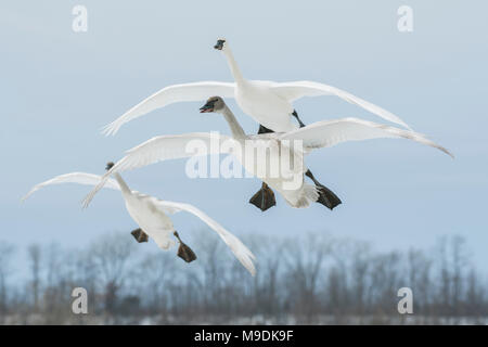 Trumpeter swans (Cygnus buccinator) landing on St. Croix River, WI, USA, late January, by Dominique Braud/Dembinsky Photo Assoc Stock Photo