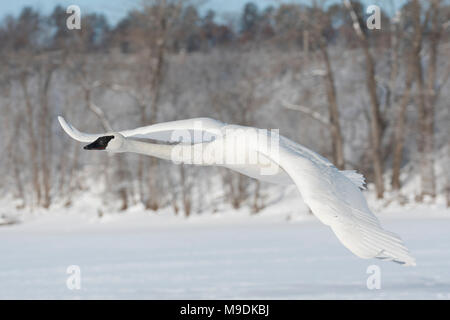 Trumpeter swan (Cygnus buccinator) taking off from St. Croix river, WI, USA, late February, by Dominique Braud/Dembinsky Photo Assoc Stock Photo