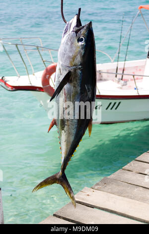 Tuna fish hanging from a hook Stock Photo - Alamy Tuna fish hanging from a hook Stock Photo - Alamy
