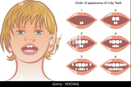 vector medical illustration of order of appearance of baby teeth Stock Vector