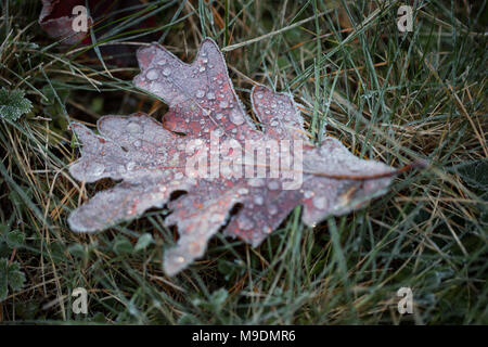 An oak (Quercus) leaf with water drops lying on the grass on a frosty fall morning. Stock Photo